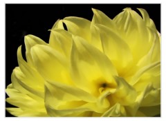 Fonds d'cran Nature Fleur jaune