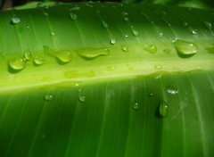 Fonds d'cran Nature Feuille aprs la pluie ( Guadeloupe )