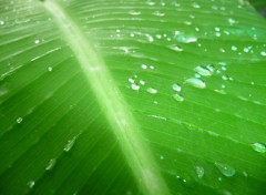 Fonds d'cran Nature Feuille aprs la pluie ( Guadeloupe )