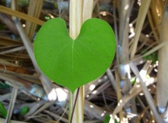 Fonds d'cran Nature Feuille 