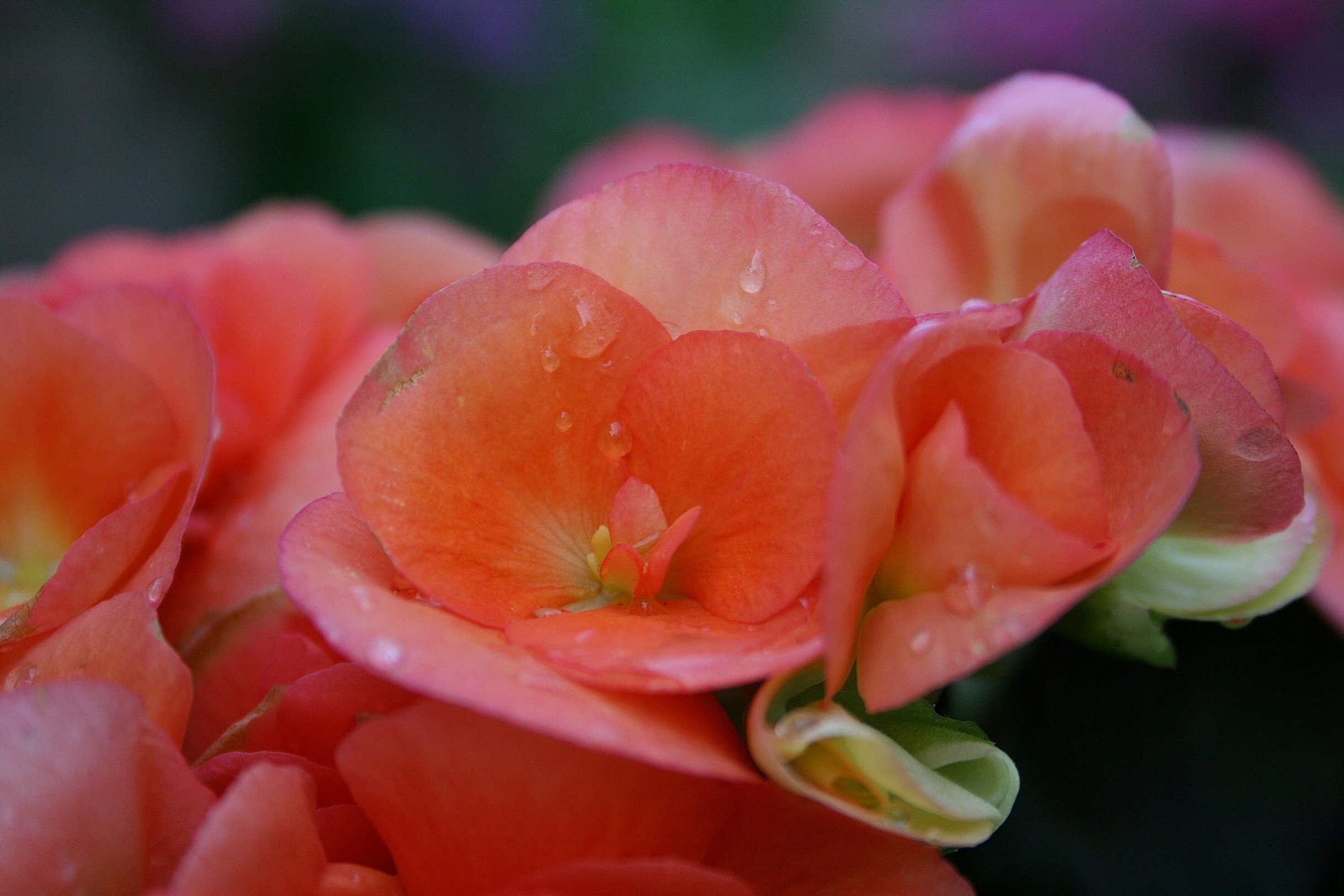 Wallpapers Nature Flowers Fleurs de Bgonia