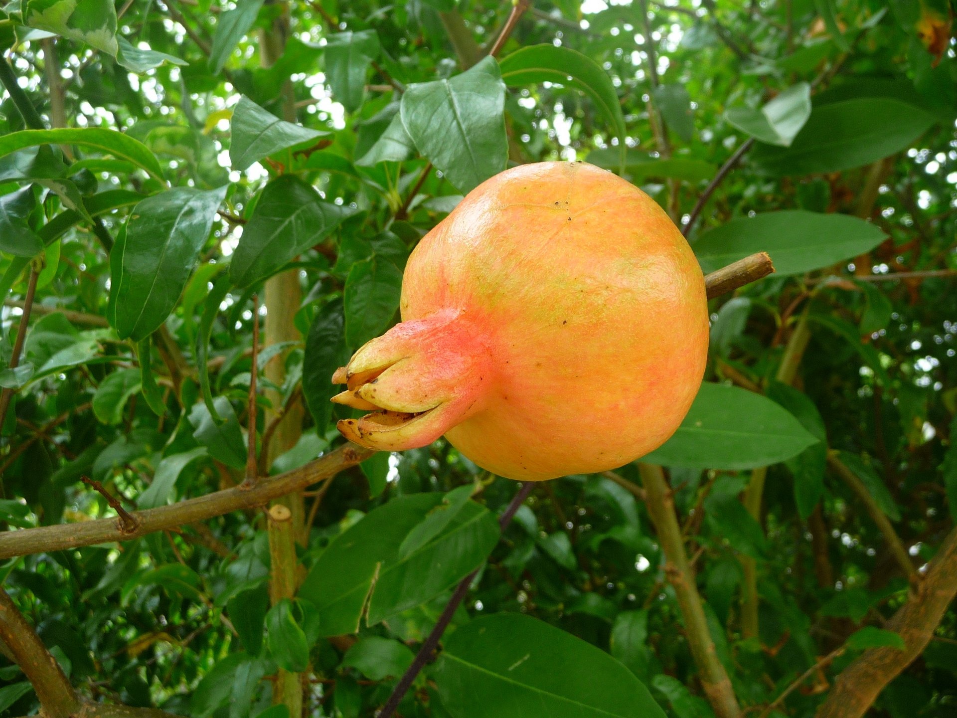 Fonds d'cran Nature Fruits  Grenade ( Guadeloupe )