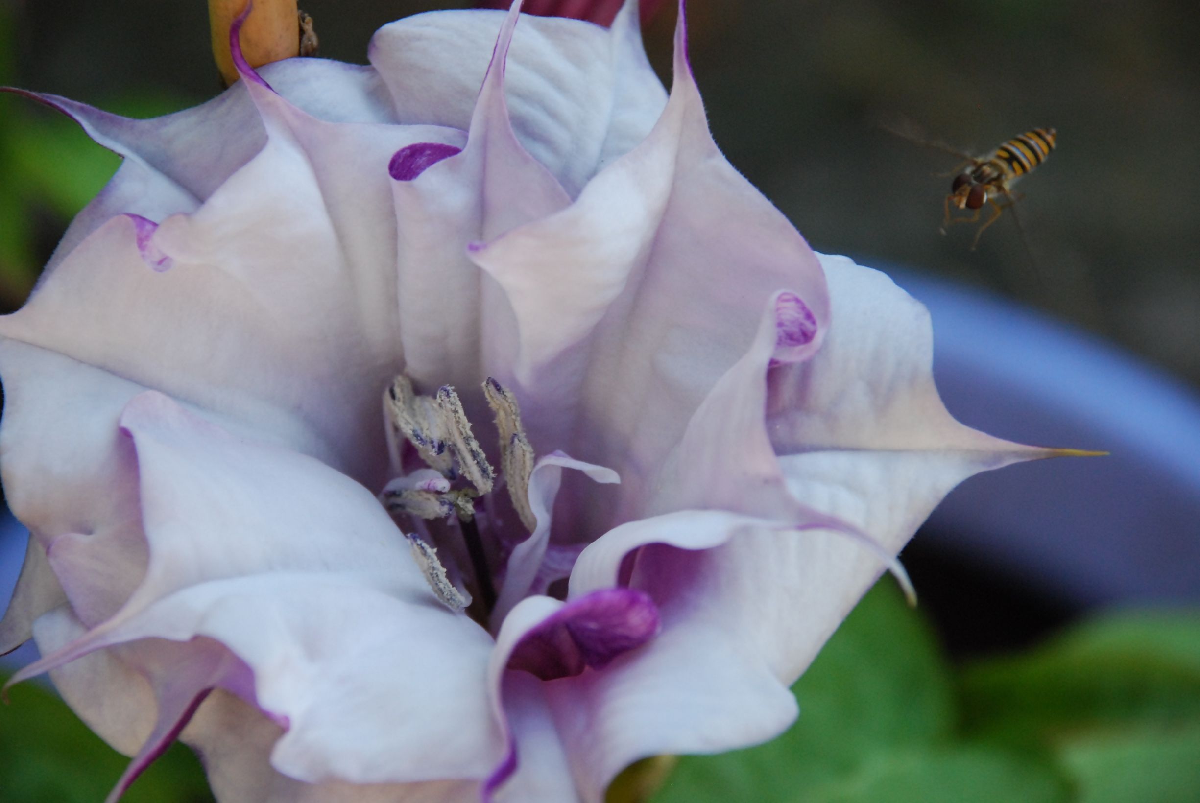 Fonds d'cran Nature Fleurs 