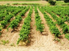 Fonds d'cran Nature Vignes