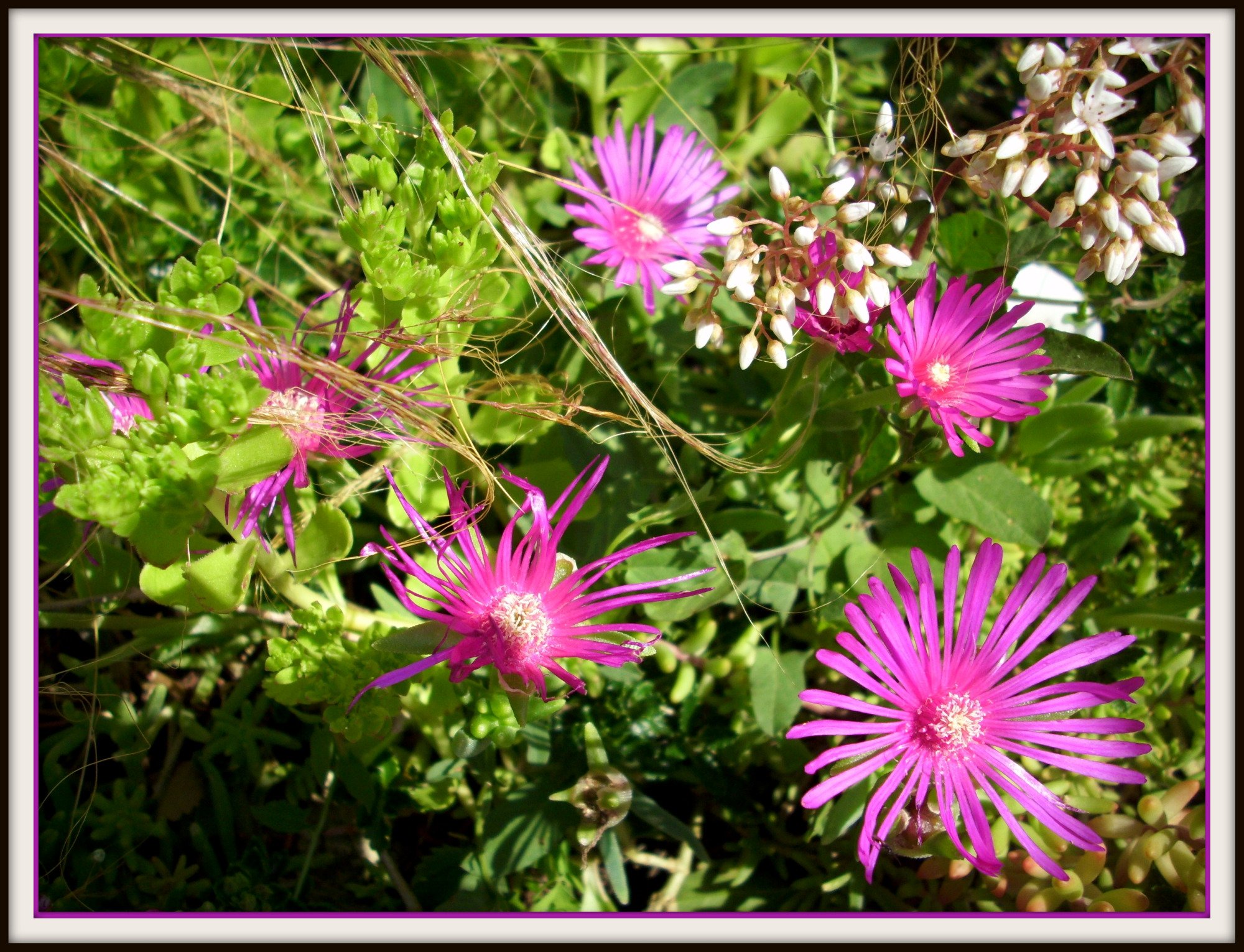 Fonds d'cran Nature Fleurs 