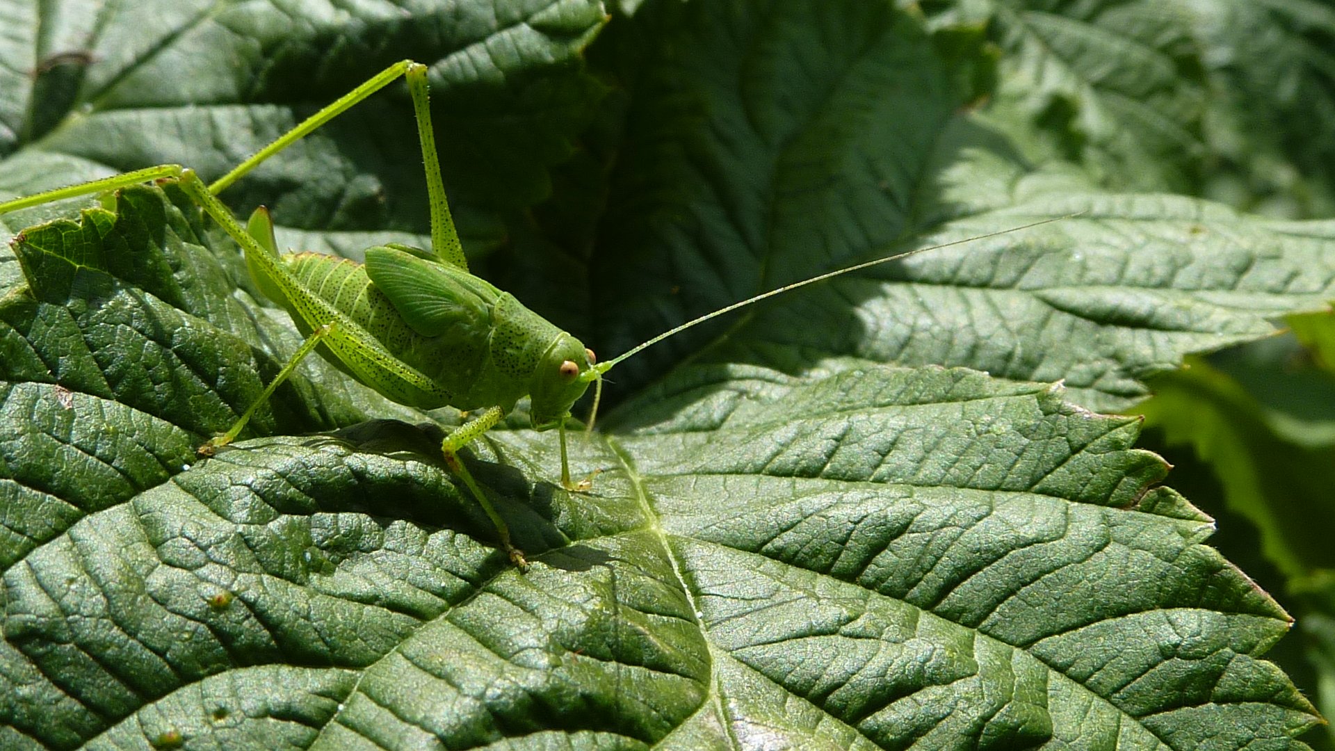 Wallpapers Animals Insects - Grasshoppers and Locusts sauterelle