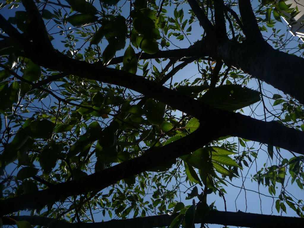 Fonds d'cran Nature Arbres - Forts des arbres dans l'azur