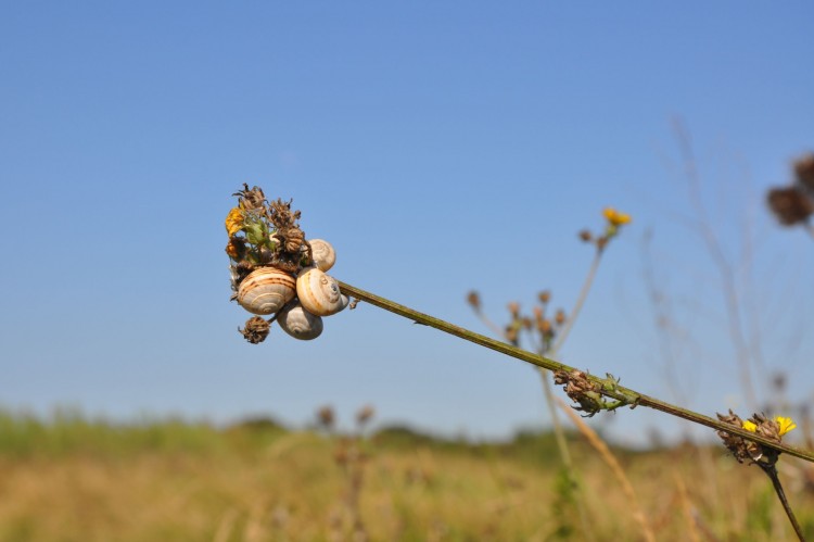 Fonds d'cran Animaux Escargots - Limaces plusieurs