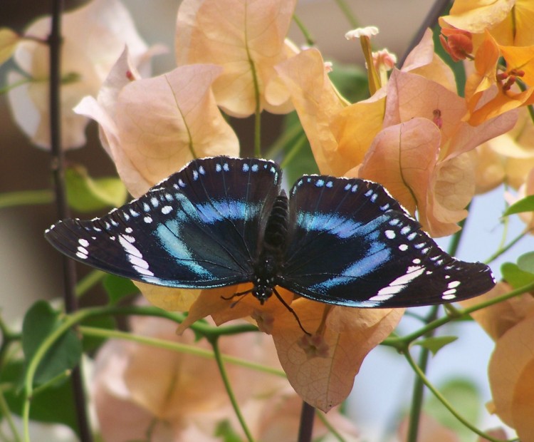 Wallpapers Animals Insects - Butterflies papillon sur fleur