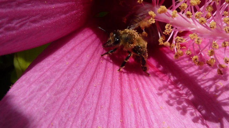 Fonds d'cran Animaux Insectes - Abeilles Gupes ... abeille