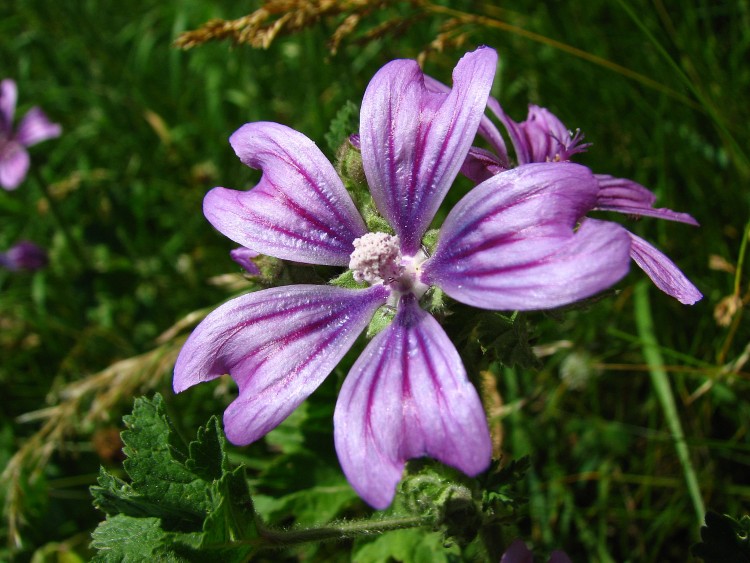 Fonds d'cran Nature Fleurs une mauve 