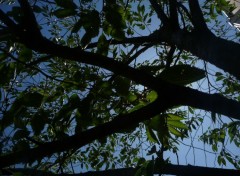 Fonds d'cran Nature des arbres dans l'azur