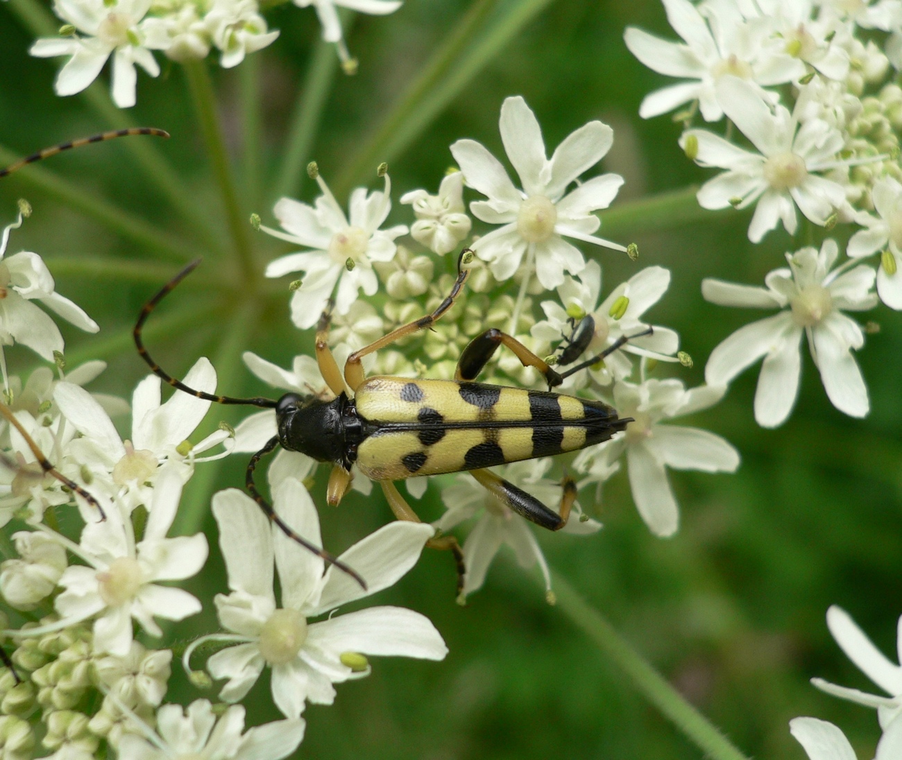 Fonds d'cran Animaux Insectes - Divers 