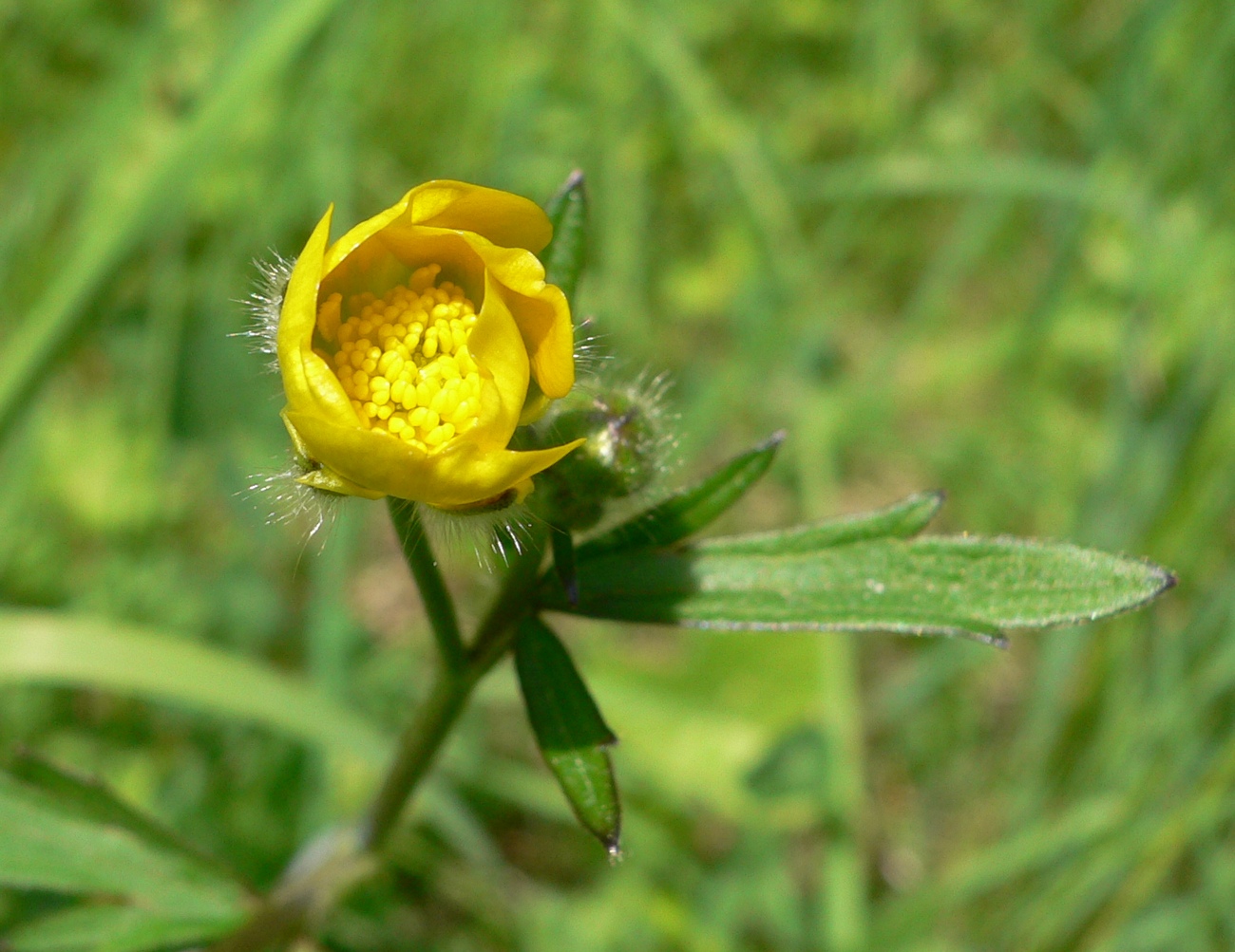 Fonds d'cran Nature Fleurs 