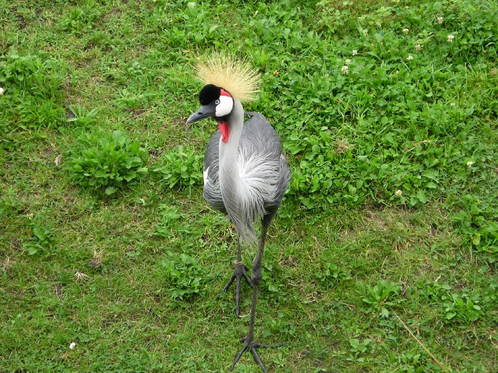 Fonds d'cran Animaux Oiseaux - Grues grue couronne