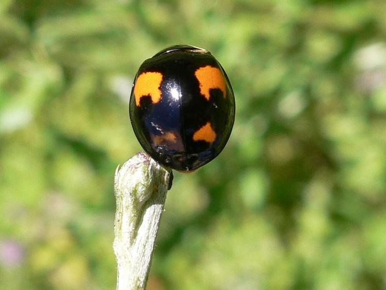 Wallpapers Animals Insects - Ladybugs Wallpaper N243477