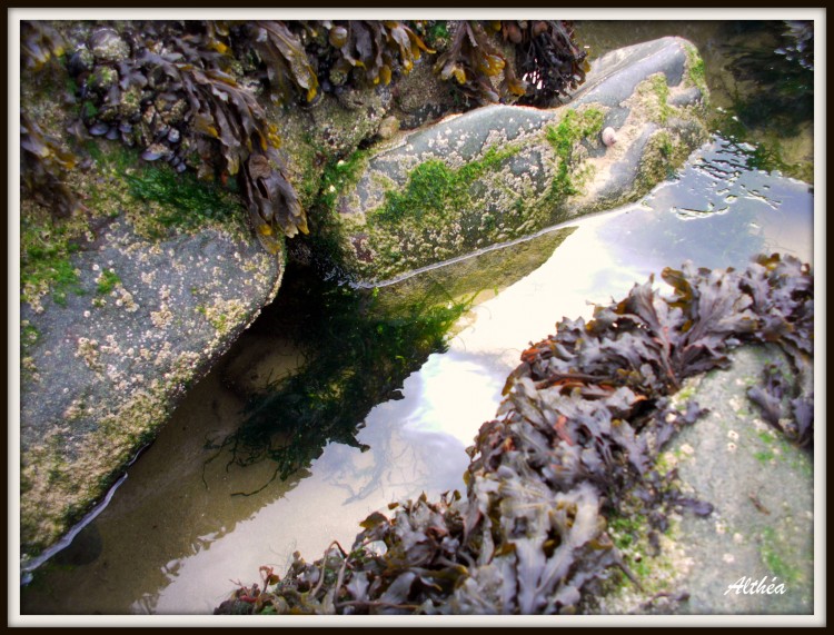 Wallpapers Nature Rocks - Stones - Sand algue sur rochers