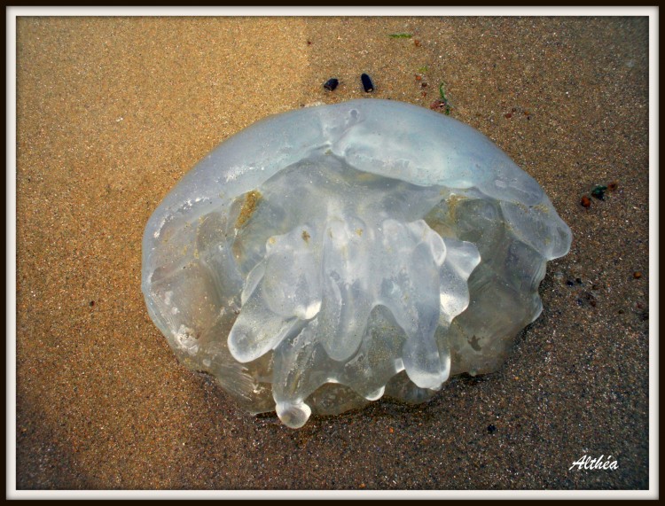 Wallpapers Animals Sealife - Jellyfish mduse choue sur le sable