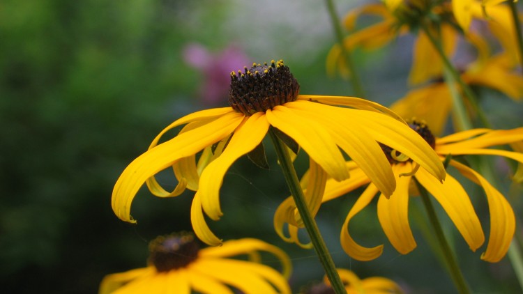 Fonds d'cran Nature Fleurs fleurs