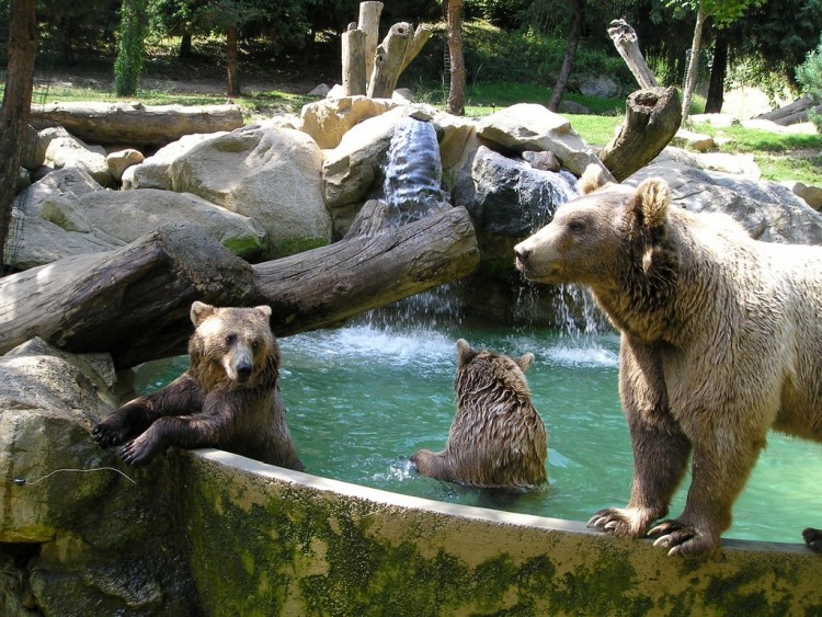 Fonds d'cran Animaux Ours parc animalier argeles gazost