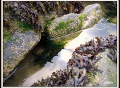 Fonds d'cran Nature algue sur rochers