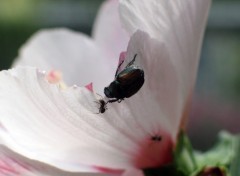 Fonds d'cran Animaux Amiti