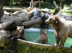 Fonds d'cran Animaux parc animalier argeles gazost