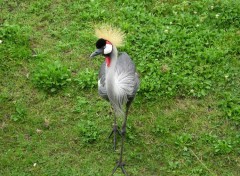 Fonds d'cran Animaux grue couronne