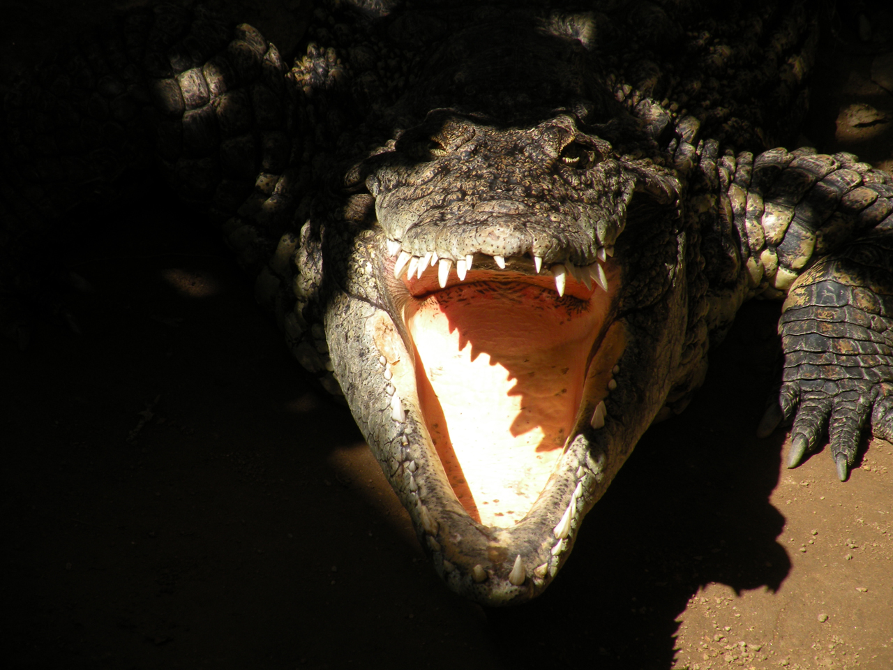 Fonds d'cran Animaux Crocodiles - Alligators - Camans Alligator