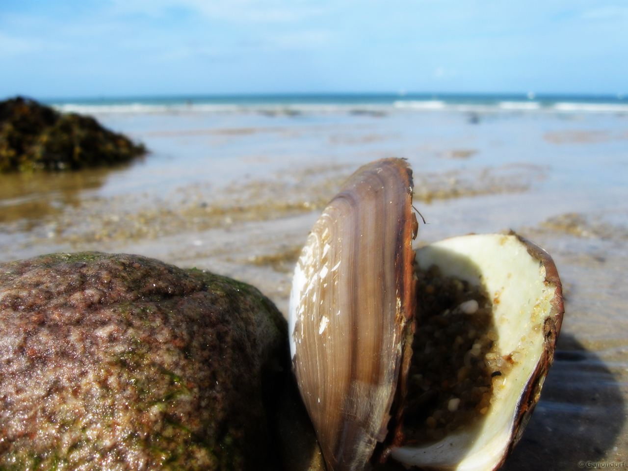 Fonds d'cran Nature Coquillages - Coquilles Coquillage chou sur le sable