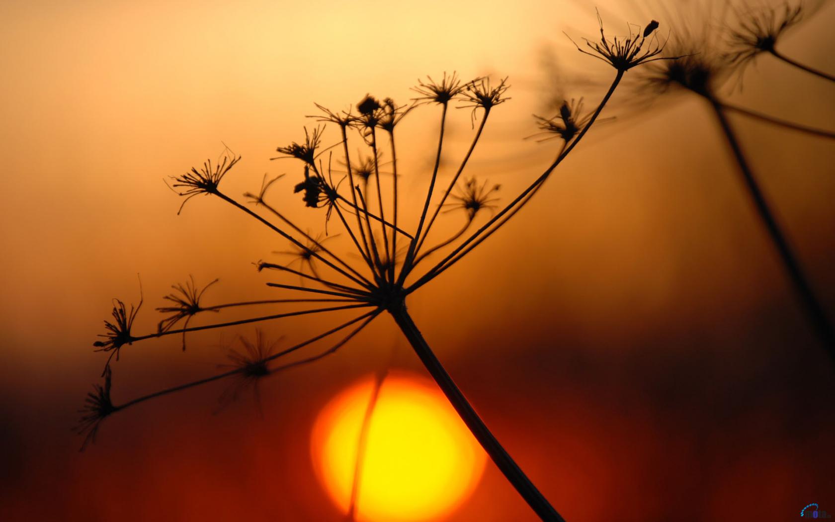 Fonds d'cran Nature Couchers et levers de Soleil 