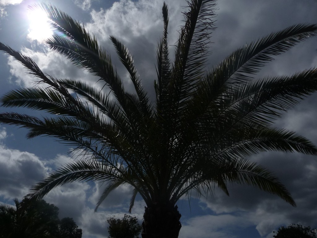 Fonds d'cran Nature Arbres - Forts un palmier dans les nuages 