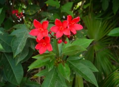 Fonds d'cran Nature Fleurs rouges ( Guadeloupe )