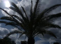 Fonds d'cran Nature un palmier dans les nuages 