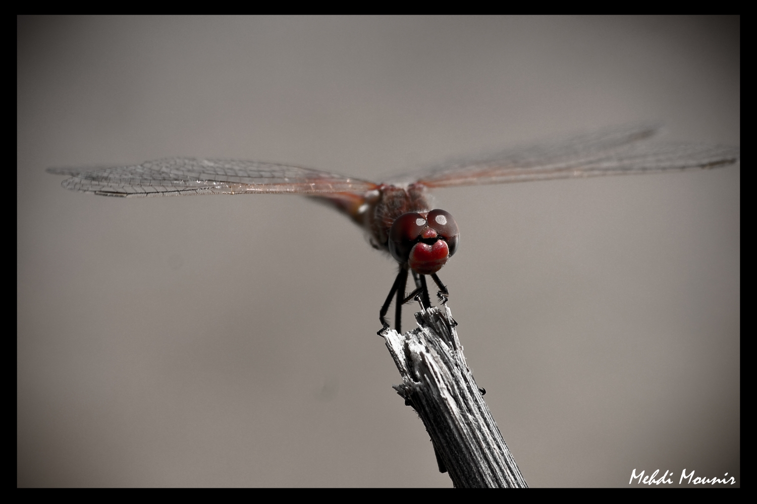 Wallpapers Animals Insects - Dragonflies 