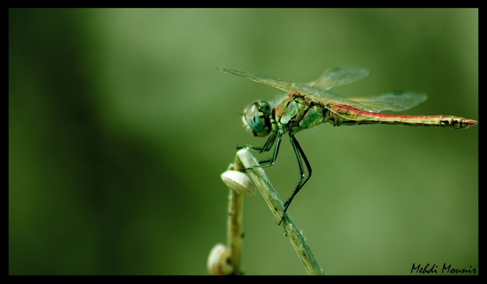 Fonds d'cran Animaux Insectes - Libellules 