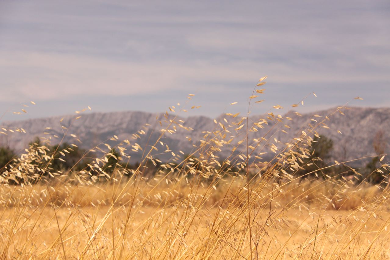 Fonds d'cran Nature Champs - Prairies au coeur du bl