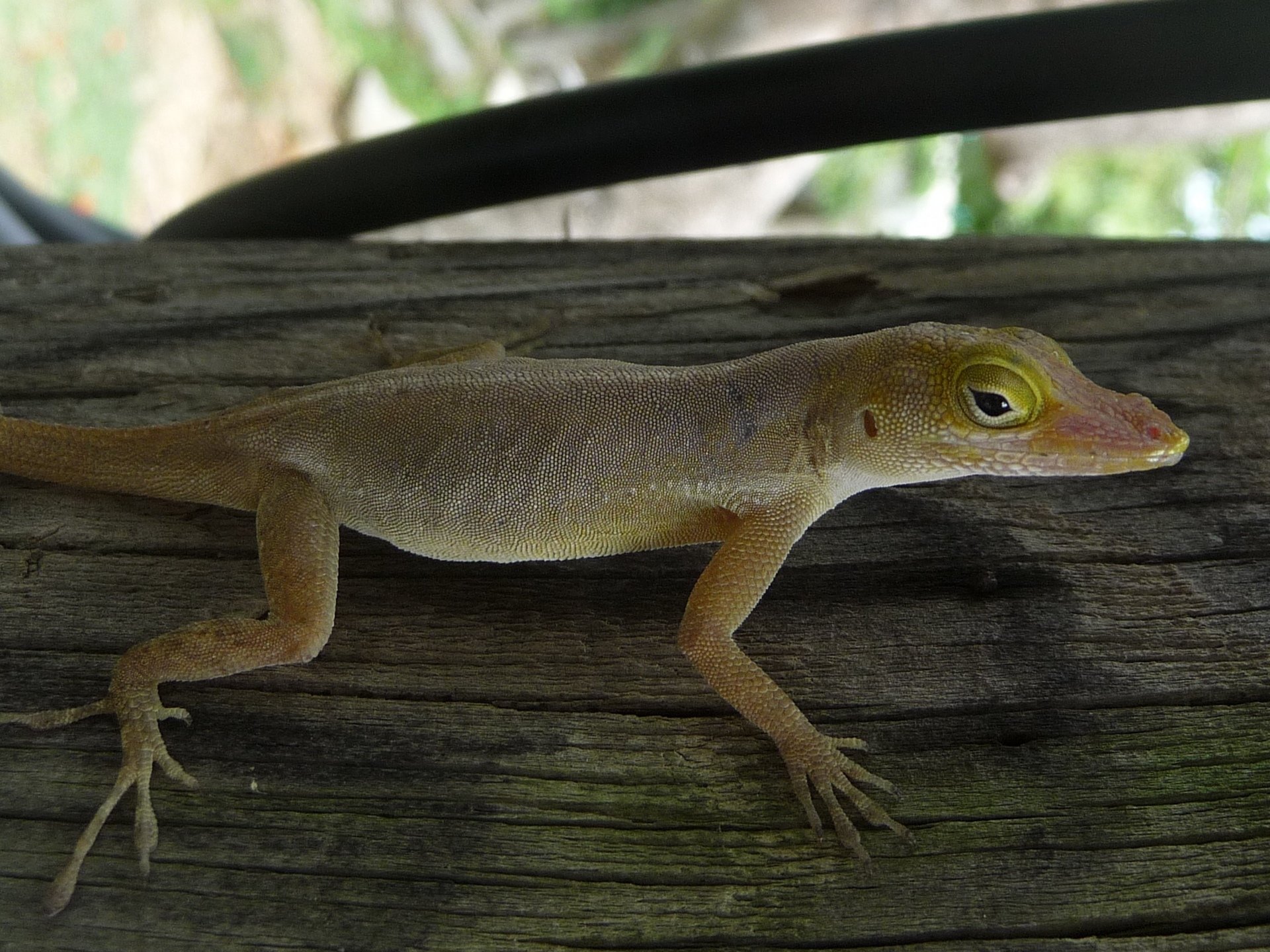 Fonds d'cran Animaux Lzards - Iguanes Lzard ( Guadeloupe )