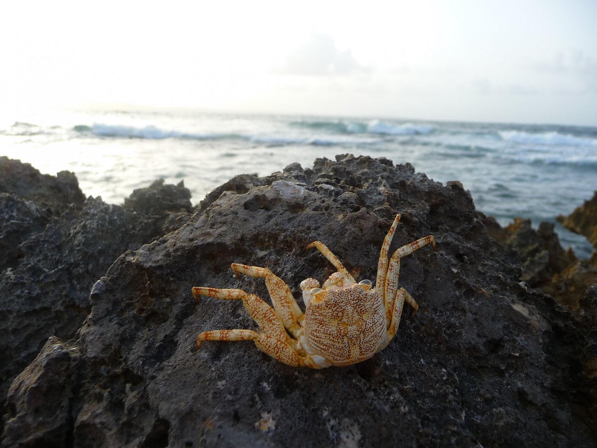 Fonds d'cran Animaux Vie marine - Crustacs Crabe ( Guadeloupe )