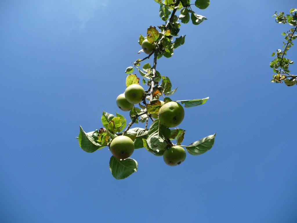 Wallpapers Nature Fruits pom pom pom pom