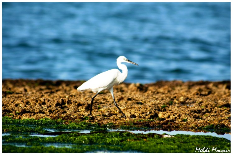 Fonds d'cran Animaux Oiseaux - Divers Wallpaper N243726