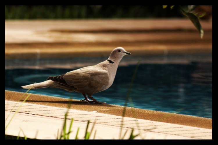 Fonds d'cran Animaux Oiseaux - Pigeons et Tourterelles Wallpaper N243729