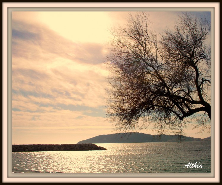 Fonds d'cran Nature Mers - Ocans - Plages arbre sur l'eau ( toulon )