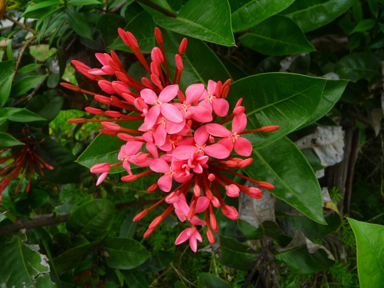 Wallpapers Nature Flowers Ixora ( Guadeloupe )