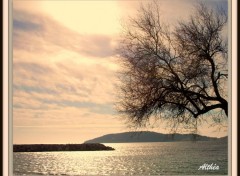 Wallpapers Nature arbre sur l'eau ( toulon )