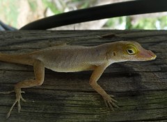 Wallpapers Animals Lzard ( Guadeloupe )