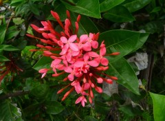 Wallpapers Nature Ixora ( Guadeloupe )