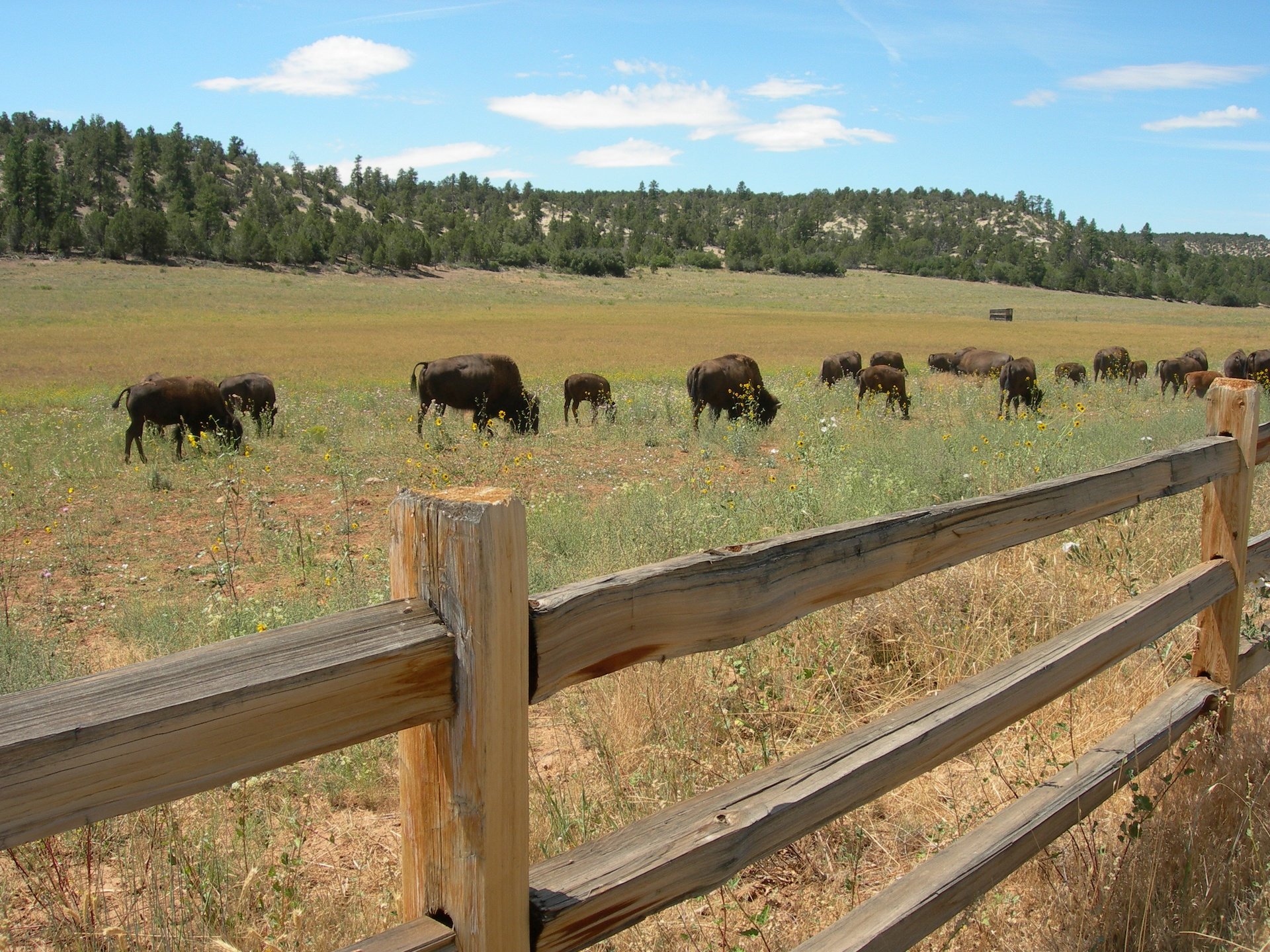 Wallpapers Animals Buffalo Bisons