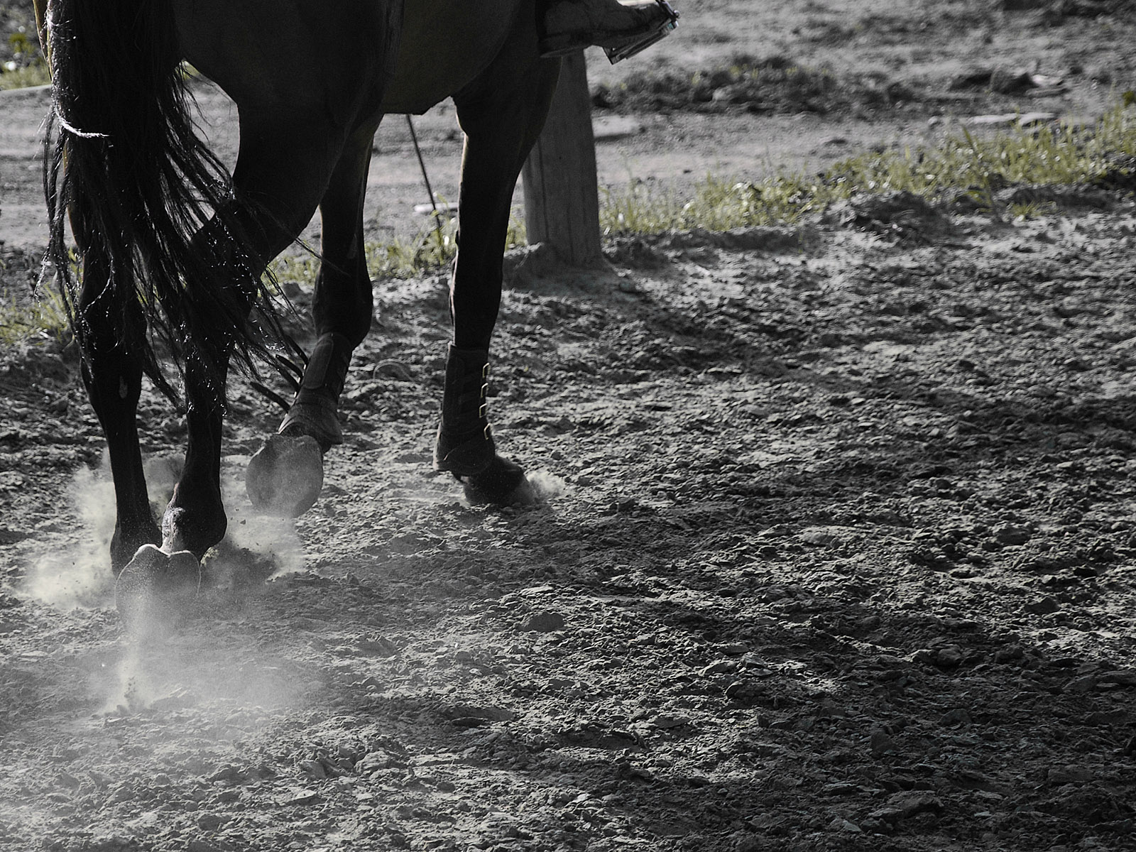 Wallpapers Animals Horses Equitation