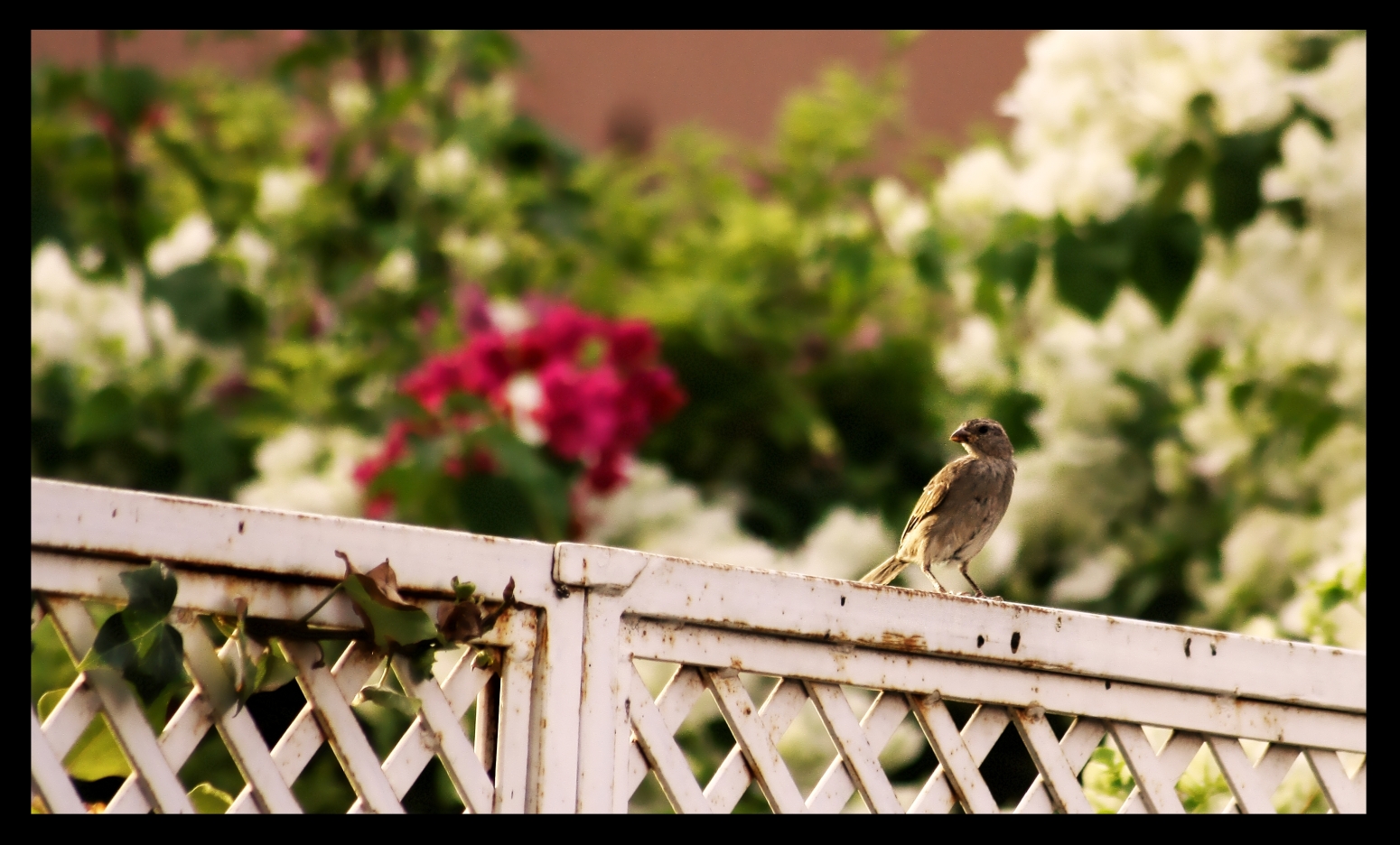 Fonds d'cran Animaux Oiseaux - Moineaux 